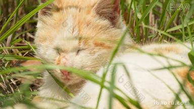 春天草丛中一只未成年猫咪